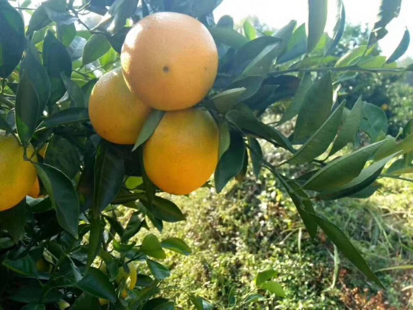 江西赣南脐橙实现“从果园到餐桌”全程质量控制