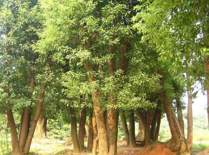 景观骨干树种
