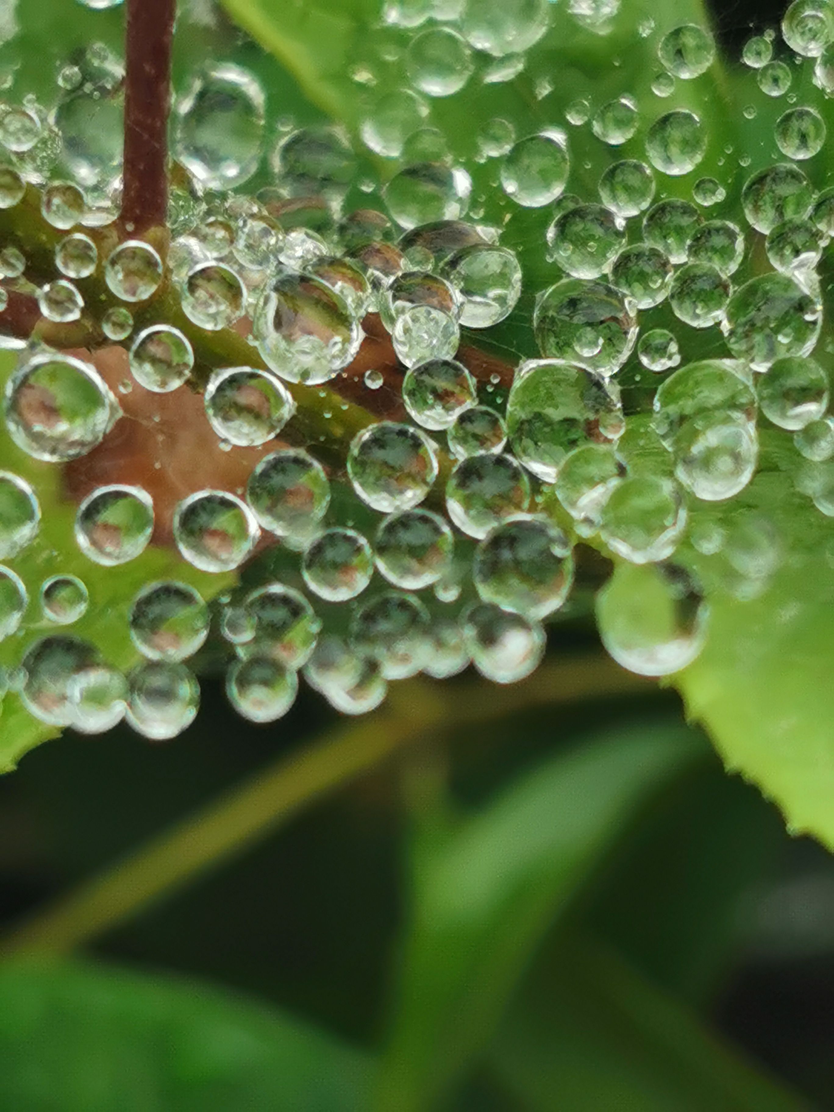 雨珠图片梧桐叶图片