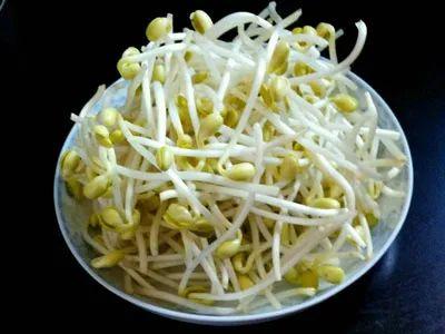 普通豆芽