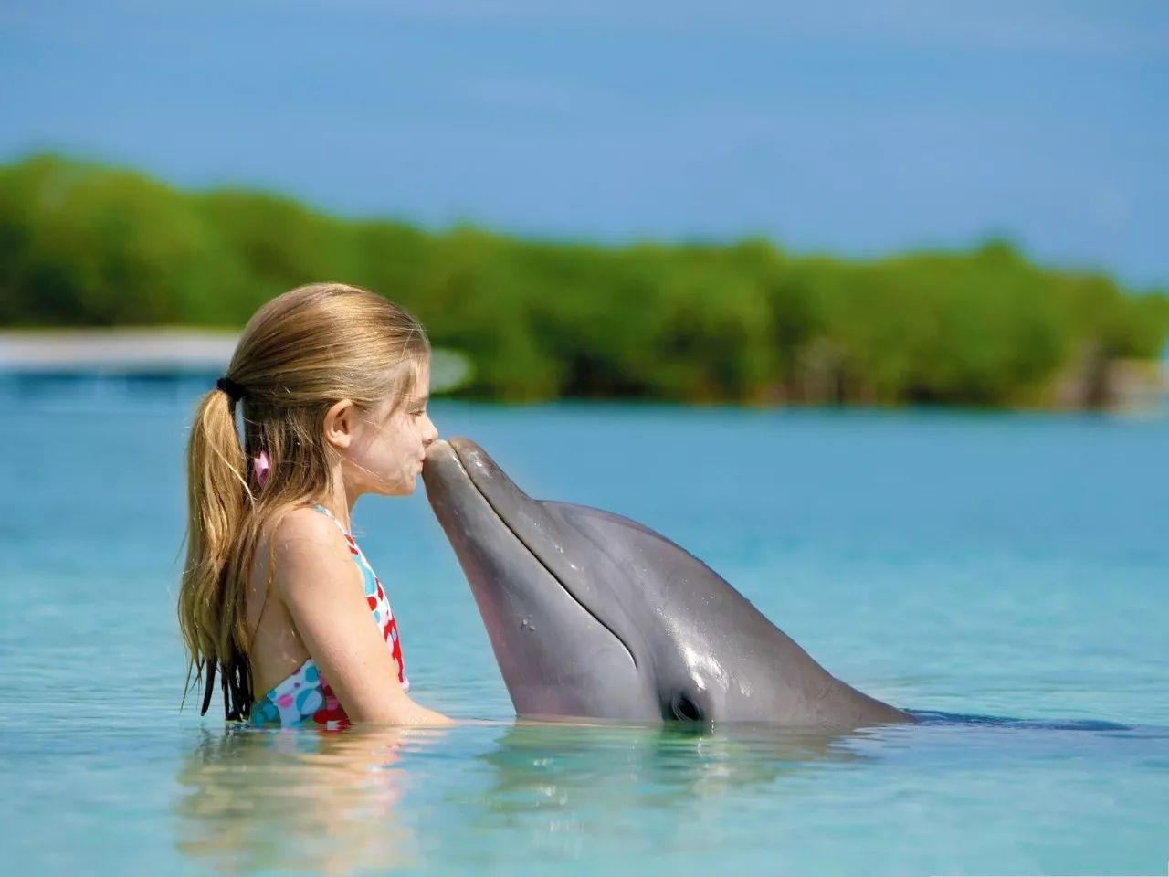 海豚知道(海洋知道和海豚知道区别?)