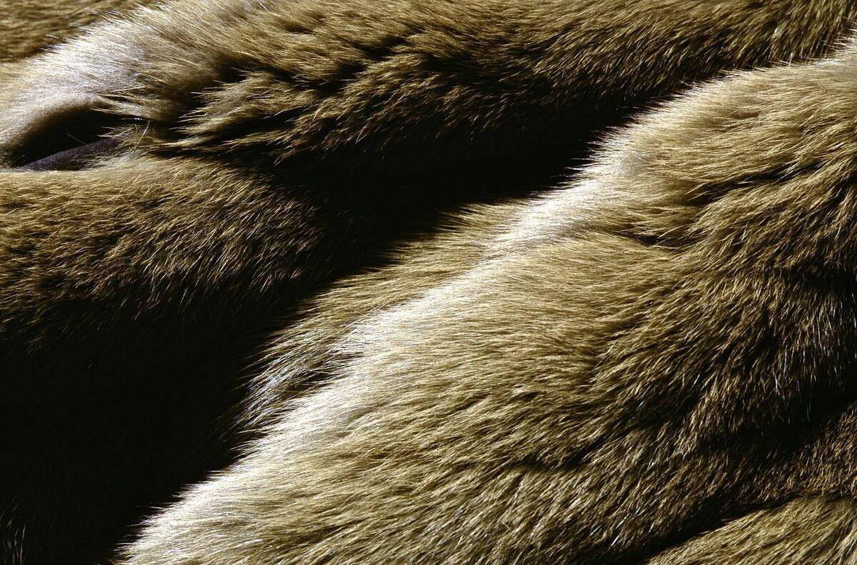 如何恢复貂皮的原样数据(白貂发黄了干洗店能恢复原样吗？)