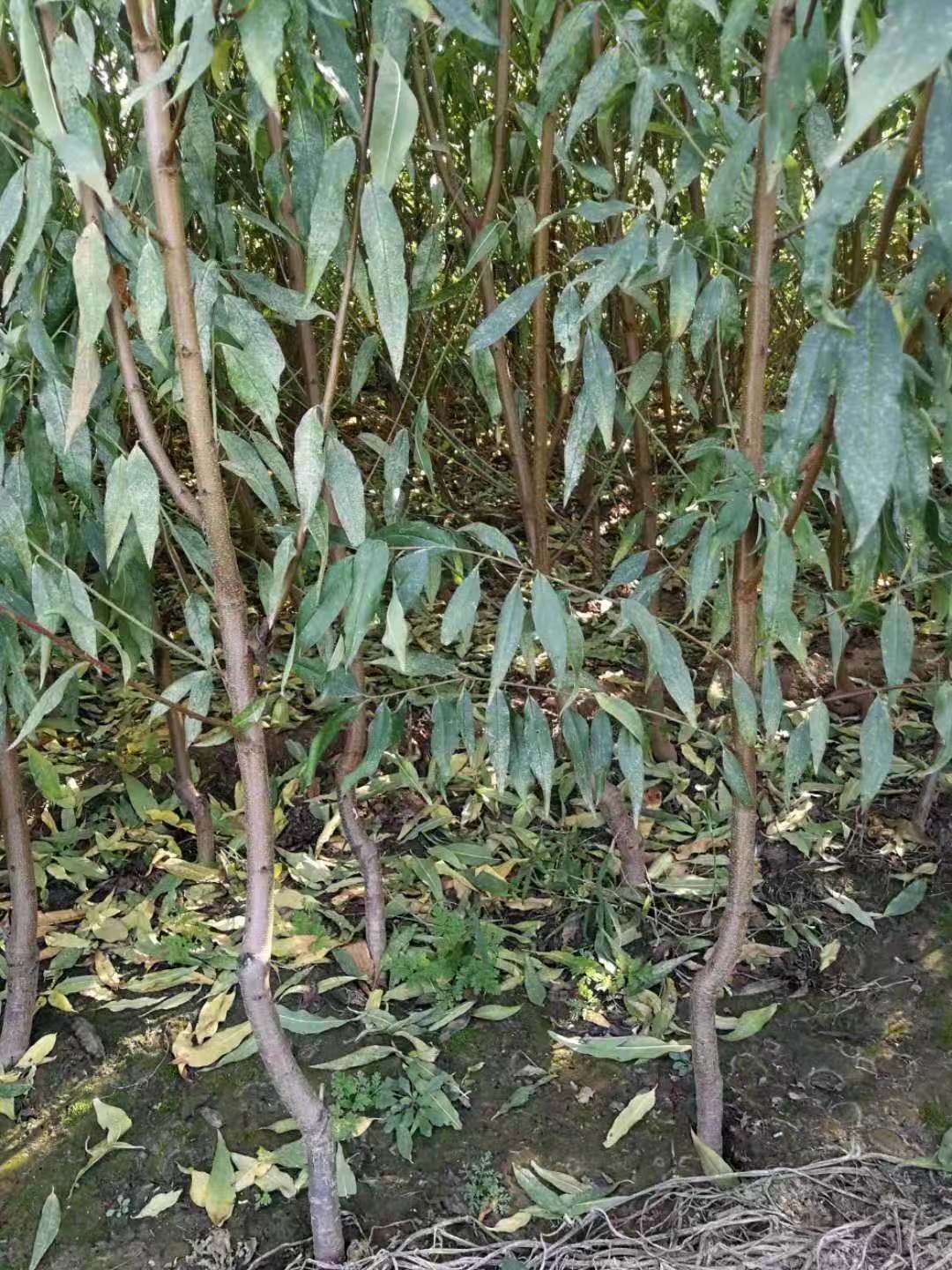 移栽果树怎样快速恢复数据(果树挂果怎么施肥？)