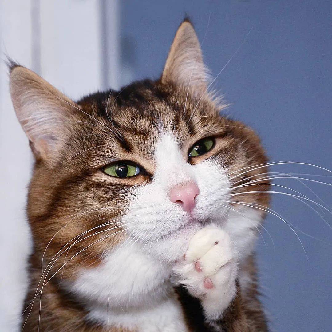 如何找到猫咪最新域名(光猫一般的域名是什么？)