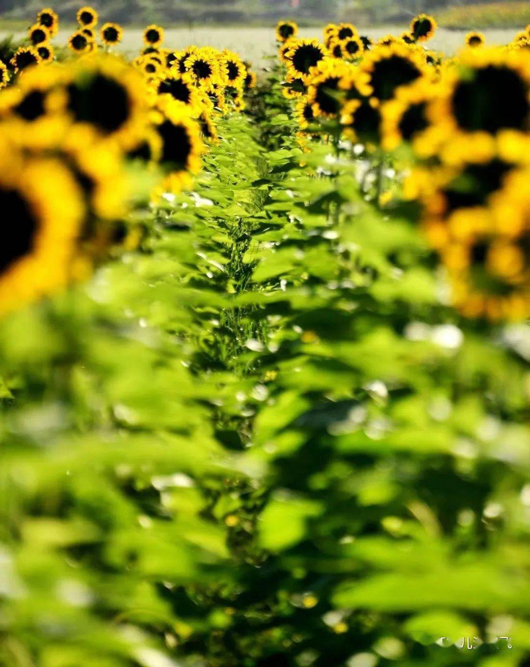 向日葵用到的域名是什么(向日葵安全性怎么样？)