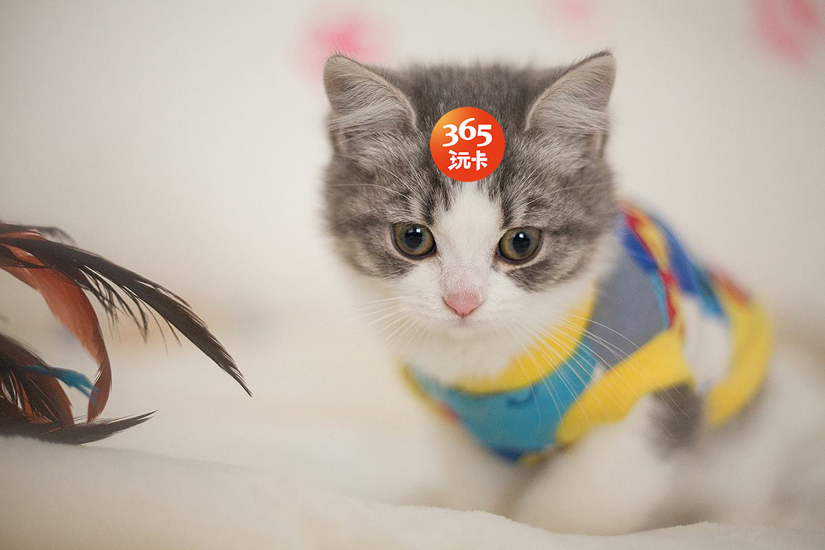 猫咪怎么获取最新域名(光猫一般的域名是什么？)