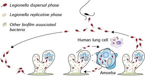 军团菌生命周期