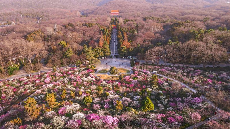 摄图网_501722131_春天南京明孝陵景区梅花山的梅花（企业商用）.jpg