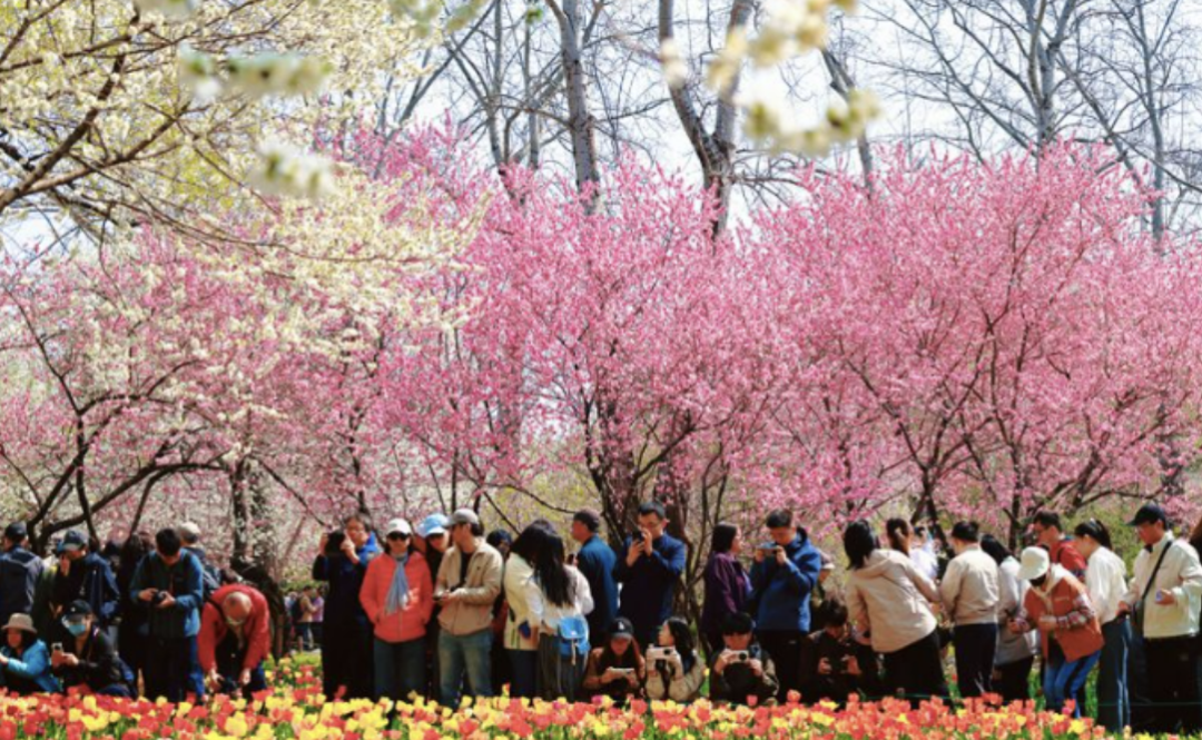 ▲4月4日，游客在国家植物园（北园）赏春游玩。新京报记者 薛珺 摄