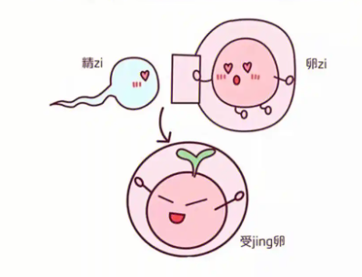 受精卵