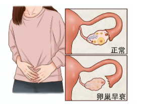 卵巢