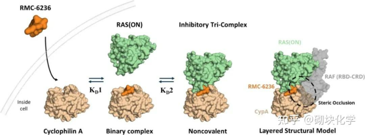 Daraxonrasib（RMC-6236）：从分子设计逻辑到临床转化潜力 - DKM活性分子